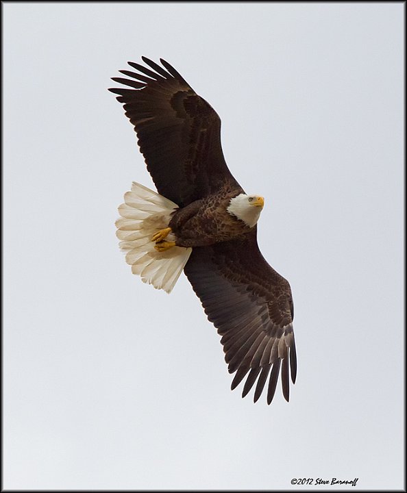 _2SB4047 american bald eagle.jpg